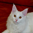 Белый котенок мейн кун с родословной (фото #1)