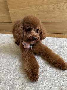 Maltipoo isane paaritamiseks (3 foto / 3)