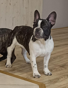 Prantsuse buldogi kutsikas (8 foto / 8)