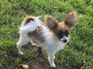 Papilloni kutsikad (4 foto / 10)