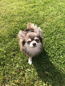 Chihuahua poiss otsib pruuti (3 foto / 5)