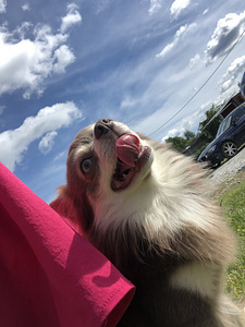 Chihuahua poiss otsib pruuti (4 foto / 5)