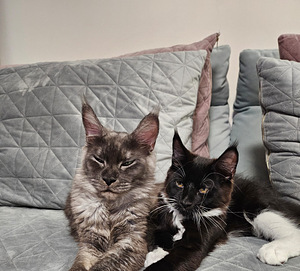 Maine Coon