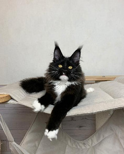 Котята мейн кун (4 фото из 6)
