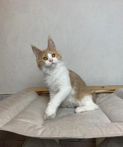 Maine coon (2 фото из 6)