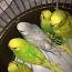 Птенцы волнистого попугая (фото #3)