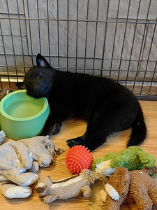 Шипперке - Schipperke (10 фото из 10)