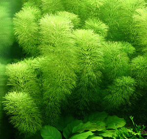 Limnofila sessiliflora