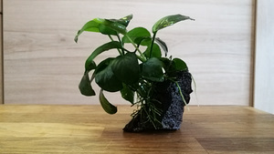 Anubias lava kivil (1 foto / 2)