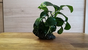 Anubias lava kivil (2 foto / 2)