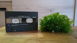 Lomariopsis lineata (1 foto / 2)