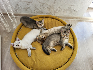 Британские котята (5 фото из 10)
