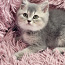 Британские короткошерстные котята (фото #5)