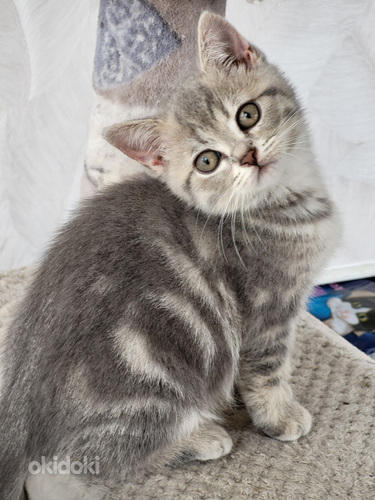 Британские короткошерстные котята (фото #7)
