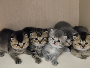 Британские котята (2 фото из 4)