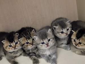 Британские котята (3 фото из 4)
