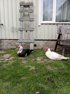 Isased Muskus pardid (1 foto / 1)