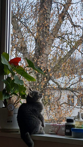 Tere! Kas otsisite toredat kiisutüdrukut? (3 foto / 10)