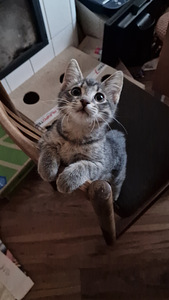 Tere! Kas otsisite toredat kiisutüdrukut? (4 foto / 10)