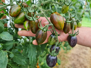 Valik 10 maitsvate kokteilisortide tomatite seemneid !!! (6 foto / 10)
