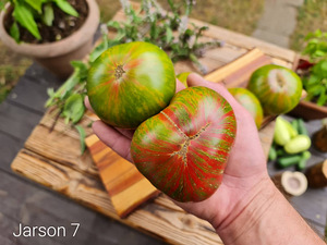 Valik 10 maitsvaid triibuliste tomatite sorte! Seemned (5 foto / 10)