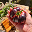 10 сортов крупных и вкусных мясных помидоров! семена. 2 части. (фото #5)