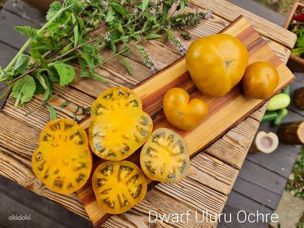 Семена вкусных сортовых томатов (фото #2)