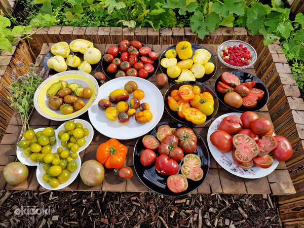 Семена сортовых томатов. Более 100 сортов на выбор (фото #2)