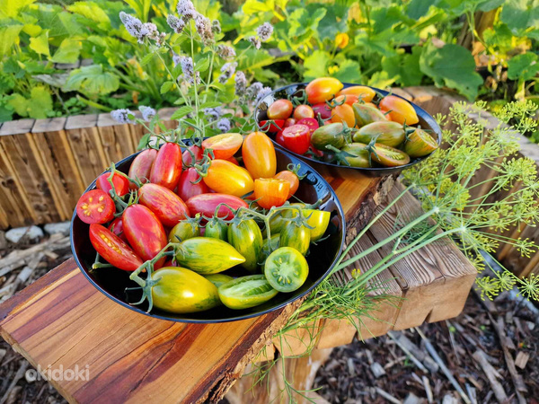 Семена сортовых томатов. Более 100 сортов на выбор (фото #3)