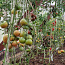 Семена сортовых томатов. Более 100 сортов на выбор (фото #5)