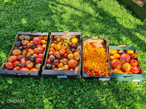 Семена сортовых томатов. Более 100 сортов на выбор (фото #7)