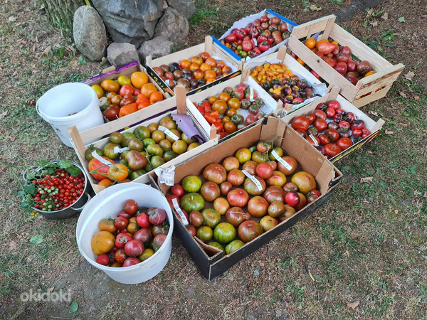 Семена сортовых томатов. Более 100 сортов на выбор (фото #8)