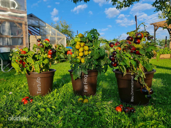 4 сорта вкусных и экзотических томатов MICRO DWARF (семена) (фото #1)
