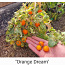 4 sordi maitsev ja eksootiline MICRO DWARF tomatid (seemned) (foto #5)