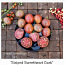 10 сортов вкусных экзотических помидоров с мякотью (семена) №2 (фото #2)
