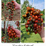 10 sordi maitsev ja eksootiline cherry tomatit (seemned) (foto #1)