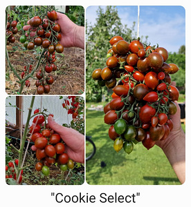10 sordi maitsev ja eksootiline cherry tomatit (seemned)