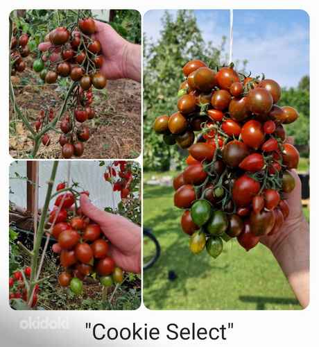 10 sordi maitsev ja eksootiline cherry tomatit (seemned) (foto #1)
