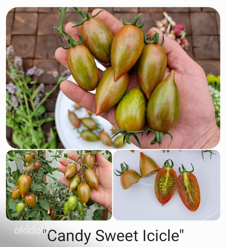 10 сортов вкусных и экзотических помидоров черри (семена) (фото #6)