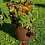 Карликовая горшечная рассада томатов, для выращивания на подоконнике, террасе (фото #4)