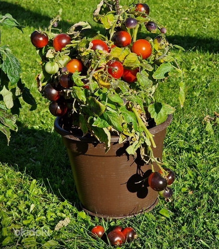 Карликовая горшечная рассада томатов, для выращивания на подоконнике, террасе (фото #4)