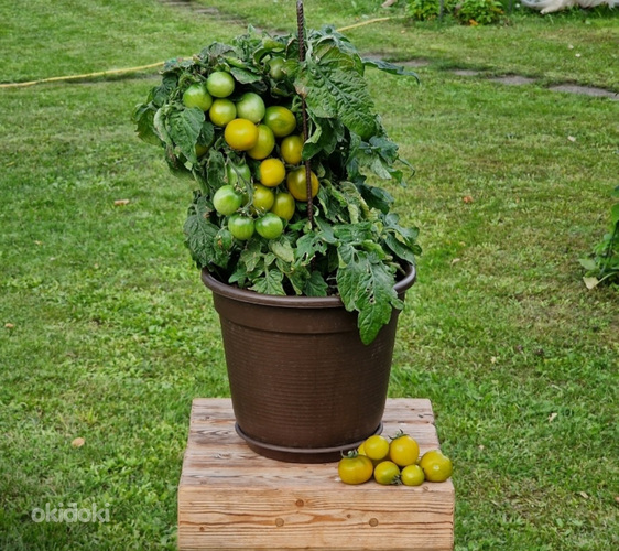 Карликовая горшечная рассада томатов, для выращивания на подоконнике, террасе (фото #7)