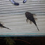 Рыбки Гуппи(70к),Сомики Анцитрусы чёрные и золотые (фото #1)