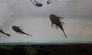 Рыбки Гуппи(70к),Сомики Анцитрусы чёрные и золотые