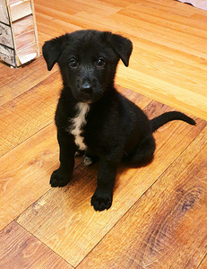 Продам щенят (2 фото из 3)