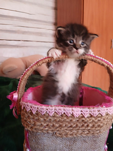 Котенок (4 фото из 4)