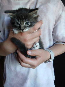 Котенок (1 фото из 4)