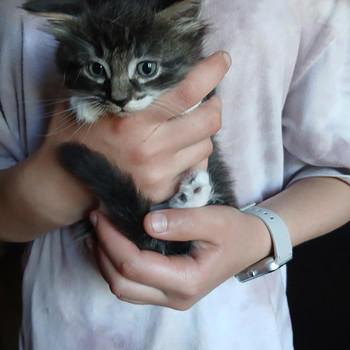Котенок