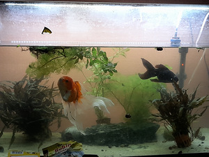 Kuldkalad 2 (isased) + 125L akvaarium + plecod 2 (isased) (1 foto / 2)