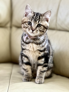 Kurili bobtail KBS